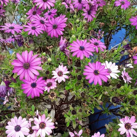 La Pinera, Holiday home